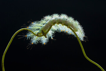 Fire caterpillar on the stem of the fern