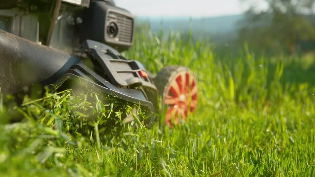 SLOW MOTION, CLOSE UP, LOW ANGLE, COPY SPACE, DOF: Grass clippings get spewed out of a mower pushed around by unknown gardener. Motorized lawnmower gets pushed along an overgrown lawn on sunny day.