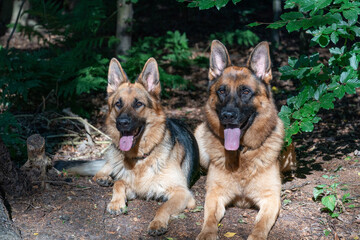 Two beautiful German Shepherd dogs lie together in the forest, sunlight shines on the dog's heads, the tongues sticking out of their mouths. Trees in the background