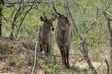 Cobe à croissant , Waterbuck,  Kobus ellipsiprymnus, Parc national du Pilanesberg, Afrique du Sud