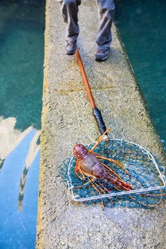 Lobster hatchery in Cantabria