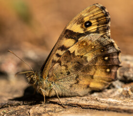 speckled wood (Pararge aegeria) butterfly on the ground closed wings detail