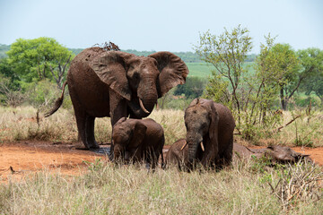 Éléphant d'Afrique, femelle et jeune, Loxodonta africana, Parc national Kruger, Afrique du Sud