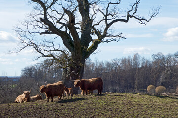 Hochlandrinder auf der Weide vor einer alten Eiche