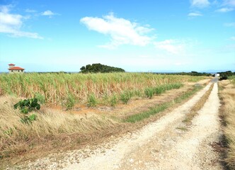 Fototapeta na wymiar 沖縄県･波照間島･サトウキビ畑