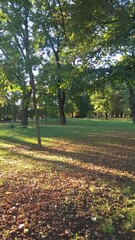 Autumn Park at sunset