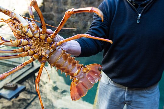 Lobster hatchery in Cantabria