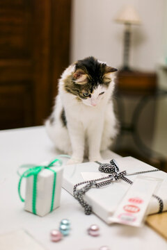 Naklejki Siberian cat staring wrapped gifts on table