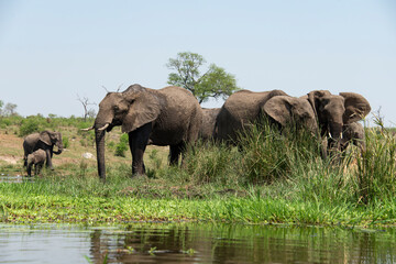 Éléphant d'Afrique, femelle et jeune, Loxodonta africana, Parc national Kruger, Afrique du Sud