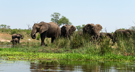 Naklejka na ściany i meble Éléphant d'Afrique, femelle et jeune, Loxodonta africana, Parc national Kruger, Afrique du Sud