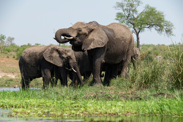Obraz na płótnie Canvas Éléphant d'Afrique, femelle et jeune, Loxodonta africana, Parc national Kruger, Afrique du Sud