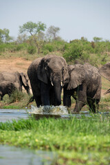 Éléphant d'Afrique, femelle et jeune, Loxodonta africana, Parc national Kruger, Afrique du Sud