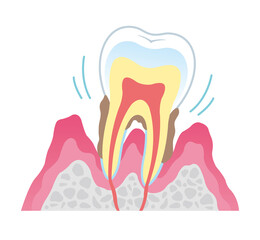 Tooth cross section_17