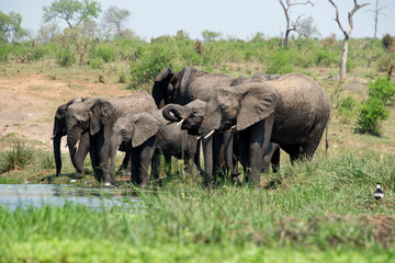 Naklejka na ściany i meble Éléphant d'Afrique, femelle et jeune, Loxodonta africana, Parc national Kruger, Afrique du Sud