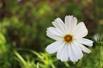 一輪の白いコスモス