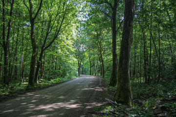 Road in the European forest.