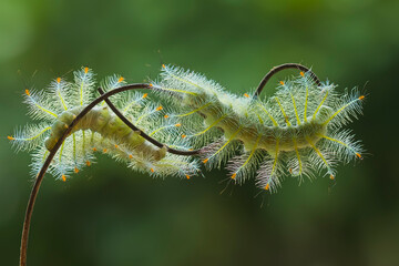 Fire caterpillar on the stem of the fern