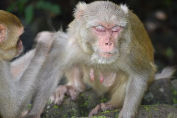 The Hanuman langurs are are biggest species of Old World monkeys found in the Indian subcontinent. ... Other sub species of Gray Langurs in India are black-footed gray langur, Tufted gray langur and K