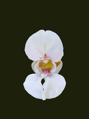 Digital painting of a Himalayan Balsam (Impatiens glandulifera Royale)