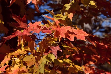 Fall colors in Canadian forest, Quebec