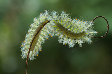 Fire caterpillar on the stem of the fern