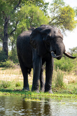 Fototapeta premium Éléphant d'Afrique, Loxodonta africana, Parc national Kruger, Afrique du Sud