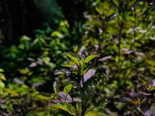 Ocimum tenuiflorum commonly known as holy basil or tulsi, It is native to the Indian subcontinent and widespread as a cultivated plant throughout the Southeast Asian tropics.