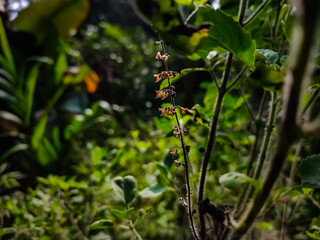 Ocimum tenuiflorum commonly known as holy basil or tulsi, It is native to the Indian subcontinent and widespread as a cultivated plant throughout the Southeast Asian tropics.