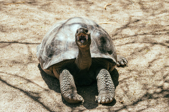 Galapagos Tortoise