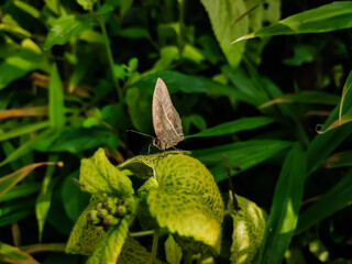 Mycalesis visala, is a species of satyrine butterfly found in south Asia. It might include the Tamil bushbrown as a subspecies.