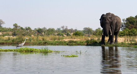 Éléphant d'Afrique, Loxodonta africana, Parc national Kruger, Afrique du Sud