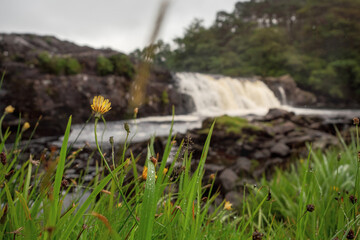 Fresh green grass with water beads and flowers in focus, Aasleagh waterfall out of focus in the background, County Mayo, Ireland.
