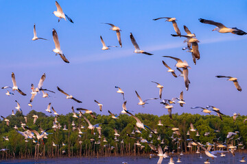 Seagull flock flying near mangrove at Bang Pu recreation centre, Samut Prakan province, Thailand.