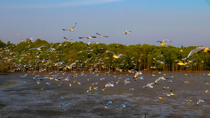Seagull flock flying near mangrove at Bang Pu recreation centre, Samut Prakan province, Thailand.