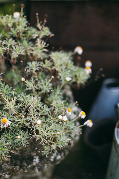 Daisies