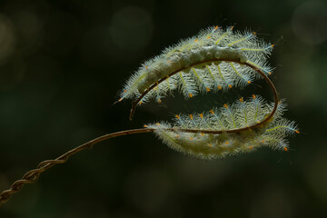 Fire caterpillar on the stem of the fern