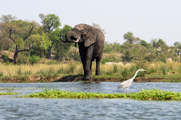 Éléphant d'Afrique, Loxodonta africana, Héron cendré, Parc national Kruger, Afrique du Sud