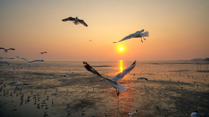 Seagulls over the sea with sunset at Bang Pu recreation centre, Samut Prakan, Thailand