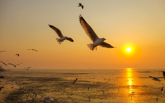 Seagulls over the sea with sunset at Bang Pu recreation centre, Samut Prakan, Thailand