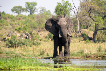 Fototapeta premium Éléphant d'Afrique, Loxodonta africana, Parc national Kruger, Afrique du Sud