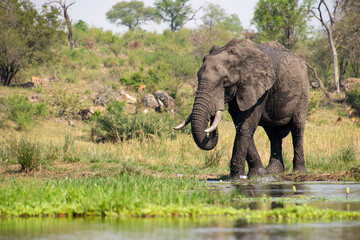 Obraz premium Éléphant d'Afrique, Loxodonta africana, Parc national Kruger, Afrique du Sud