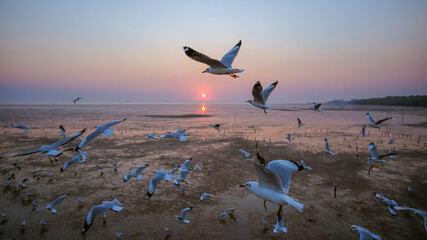 Seagulls over the sea with sunset at Bang Pu recreation centre, Samut Prakan, Thailand