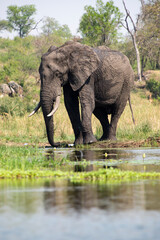 Fototapeta premium Éléphant d'Afrique, Loxodonta africana, Parc national Kruger, Afrique du Sud