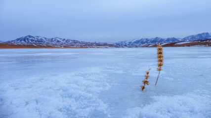 Grass flowers in frozen Huren Gol river in Altai mountain range, Govi-Altai province, Mongolia. © NUTTEE