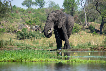 &Eacute;l&eacute;phant d'Afrique, Loxodonta africana, Parc national Kruger, Afrique du Sud