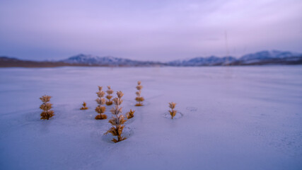 Grass flowers in frozen Huren Gol river in Altai mountain range, Govi-Altai province, Mongolia. - obrazy, fototapety, plakaty