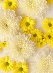 White and yellow chrysantemum flower, dahlia flat lay photo. Autumn flowers on white background, social media photo, commercial instagram photo