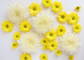 White and yellow chrysantemum flower, dahlia flat lay photo. Autumn flowers on white background, social media photo, commercial instagram photo
