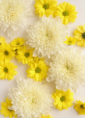 White and yellow chrysantemum flower, dahlia flat lay photo. Autumn flowers on white background, social media photo, commercial instagram photo