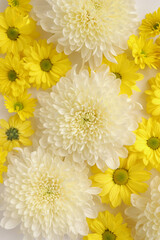 White and yellow chrysantemum flower, dahlia flat lay photo. Autumn flowers on white background, social media photo, commercial instagram photo